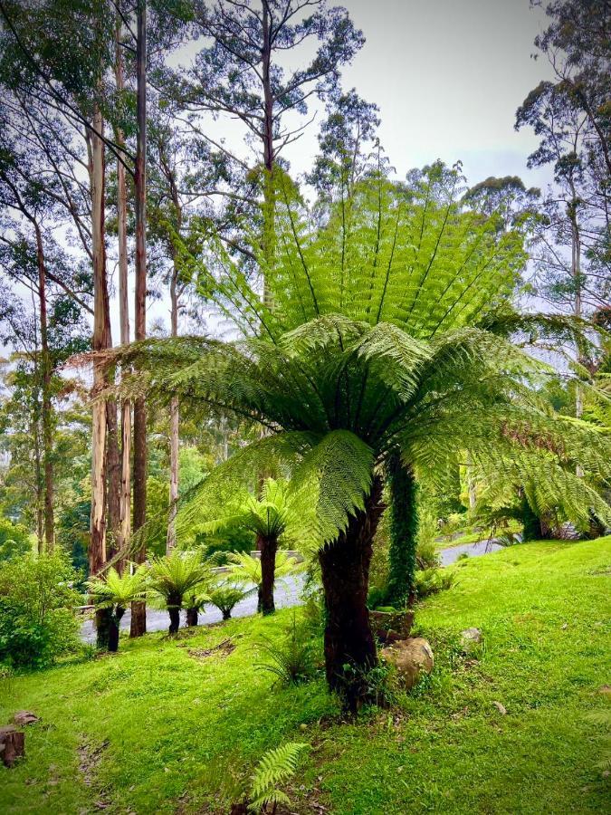 Melbourne Topview Villa In Dandenong Ranges Near Skyhigh Kalorama المظهر الخارجي الصورة