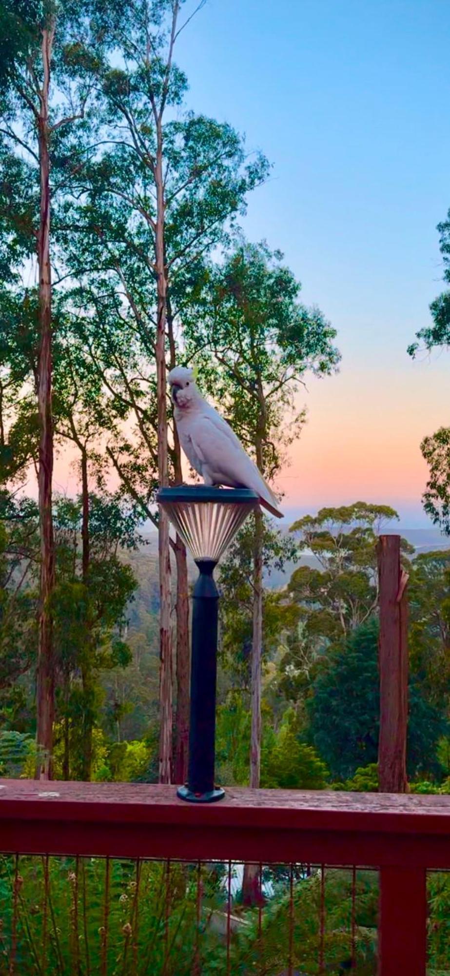 Melbourne Topview Villa In Dandenong Ranges Near Skyhigh Kalorama المظهر الخارجي الصورة