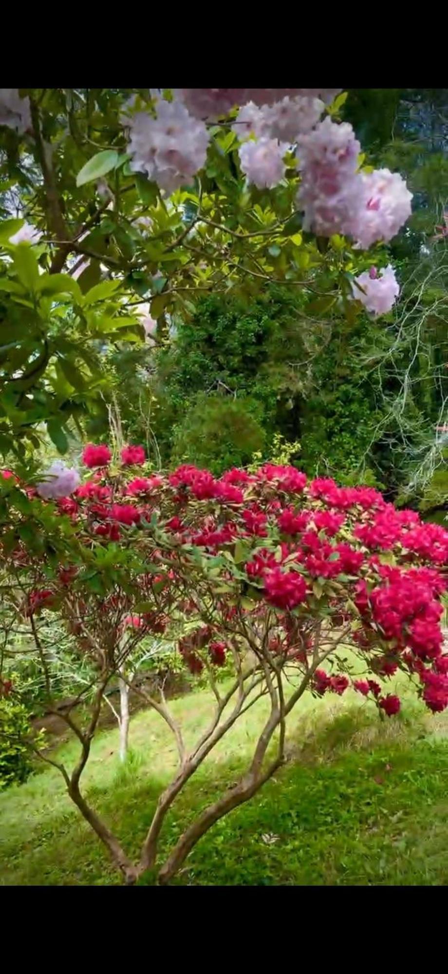 Melbourne Topview Villa In Dandenong Ranges Near Skyhigh Kalorama المظهر الخارجي الصورة