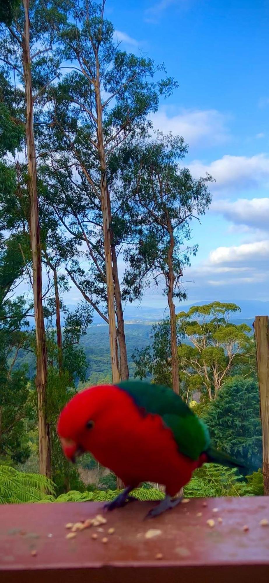 Melbourne Topview Villa In Dandenong Ranges Near Skyhigh Kalorama المظهر الخارجي الصورة