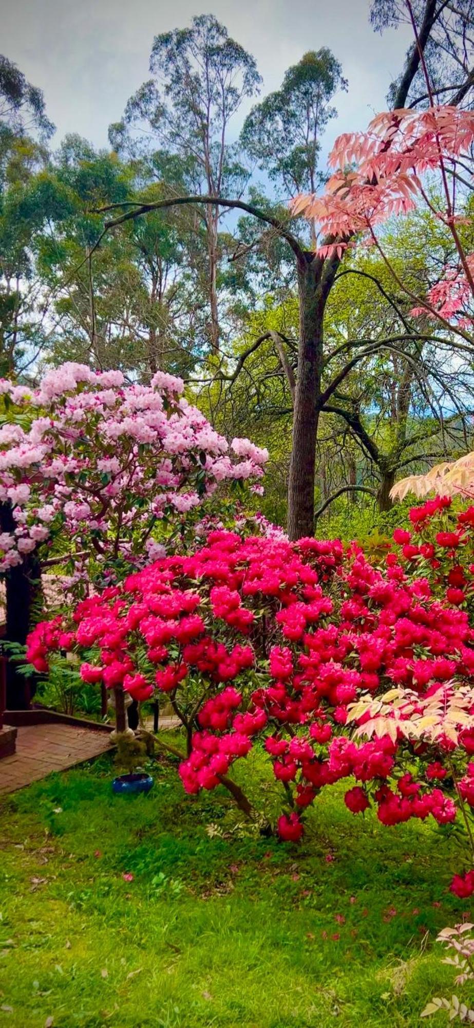 Melbourne Topview Villa In Dandenong Ranges Near Skyhigh Kalorama المظهر الخارجي الصورة